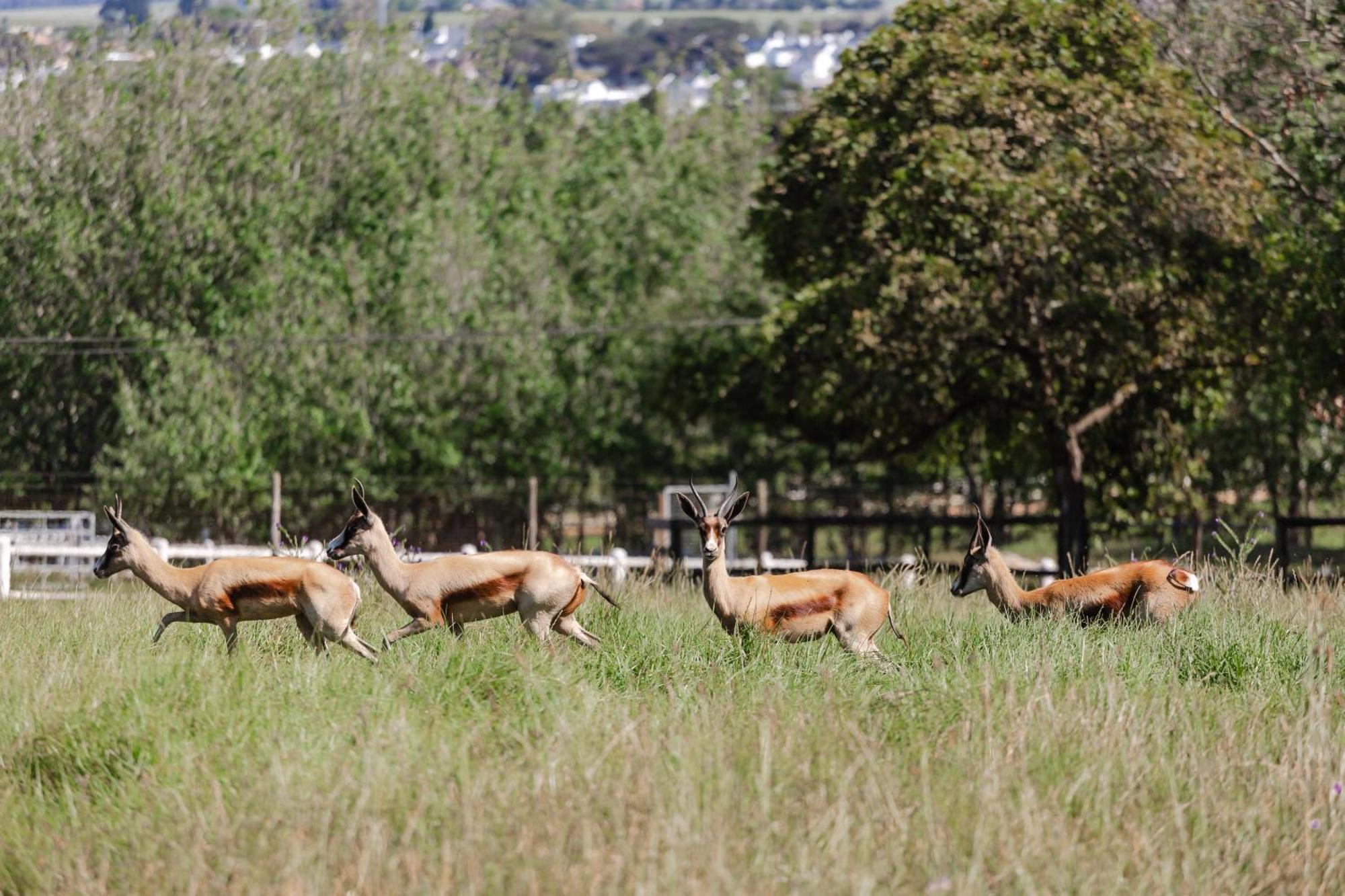 Marshden Estate Bed & Breakfast Stellenbosch Bagian luar foto