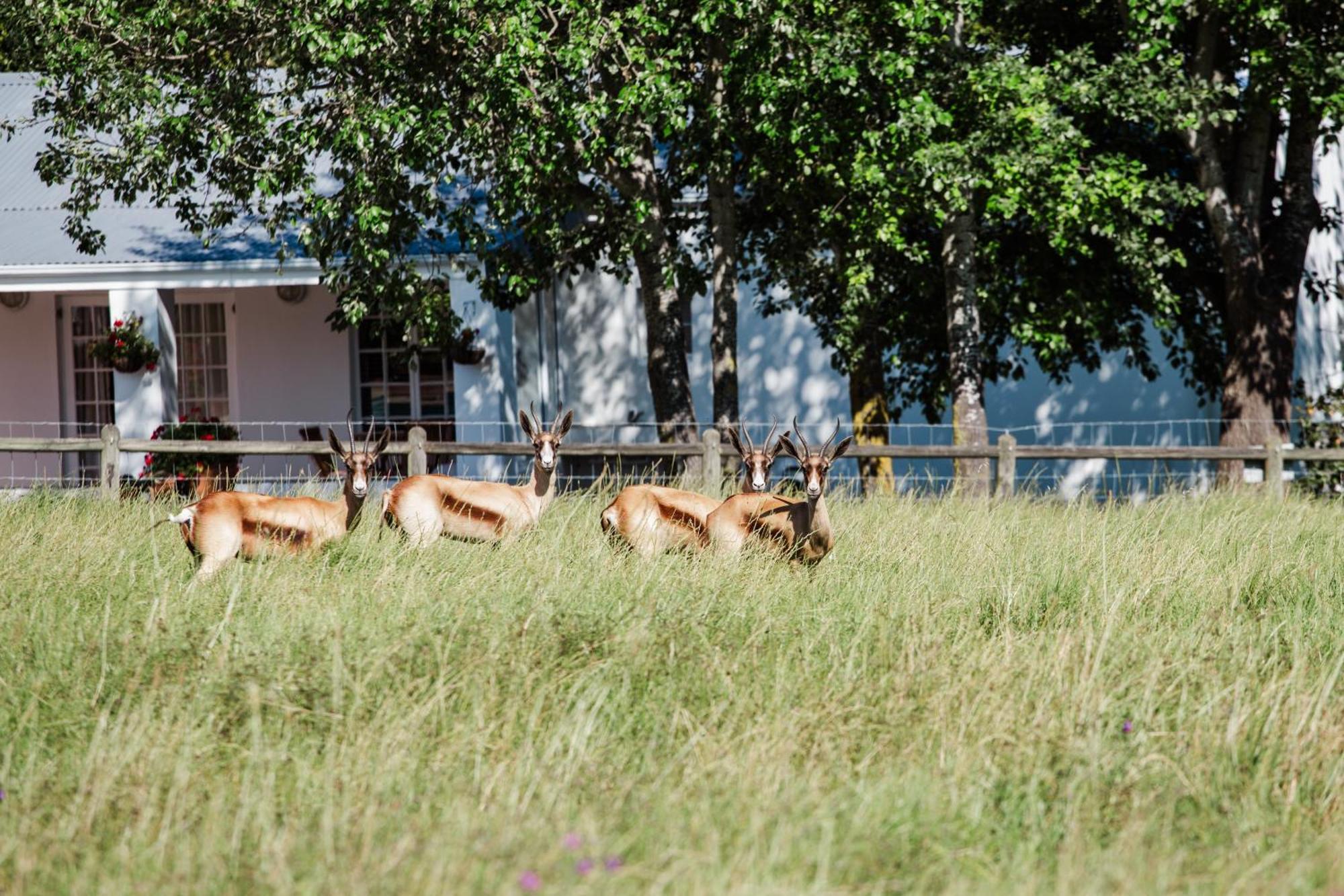 Marshden Estate Bed & Breakfast Stellenbosch Bagian luar foto