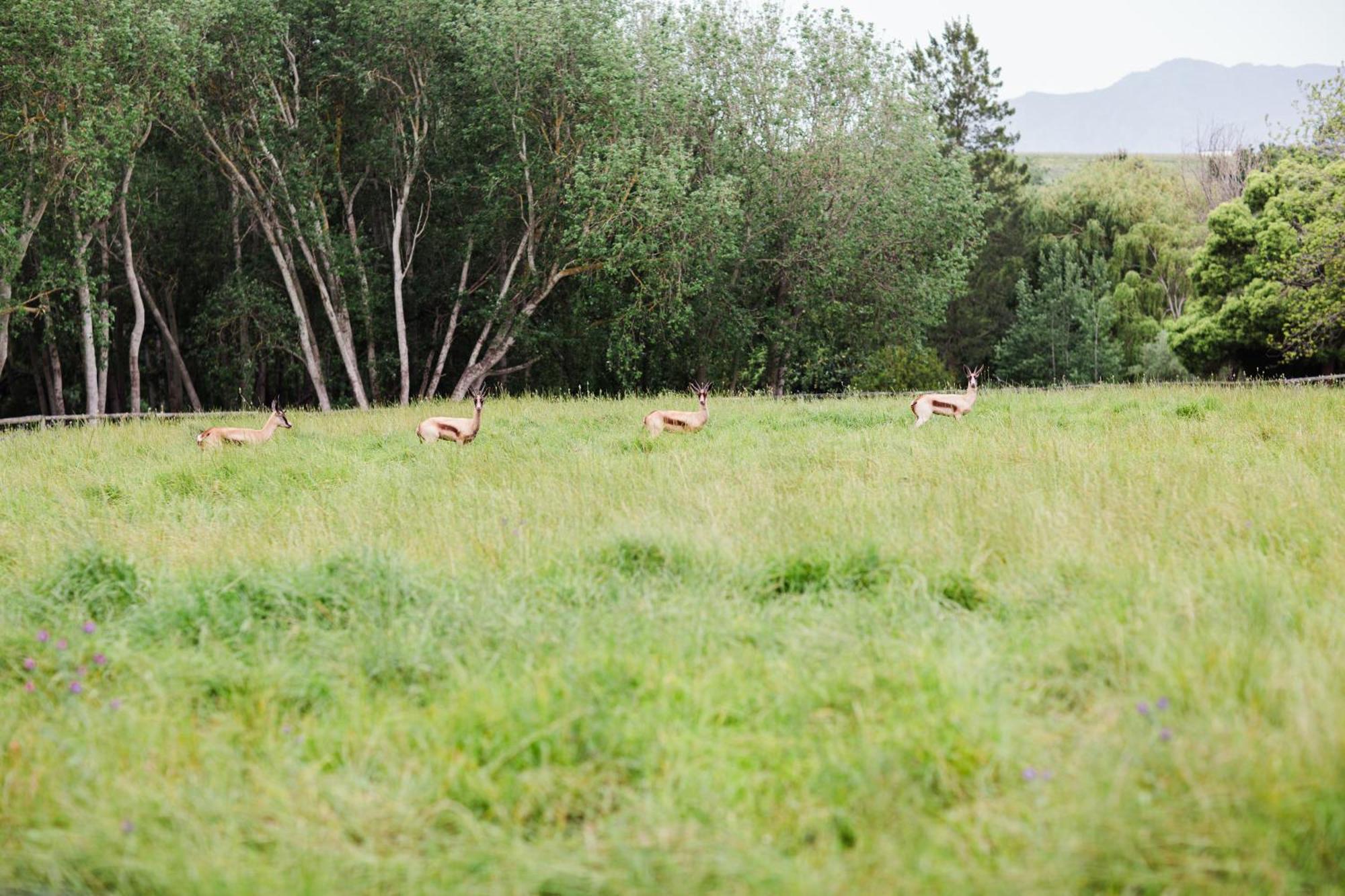 Marshden Estate Bed & Breakfast Stellenbosch Bagian luar foto